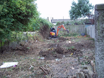 An overgrown garden
