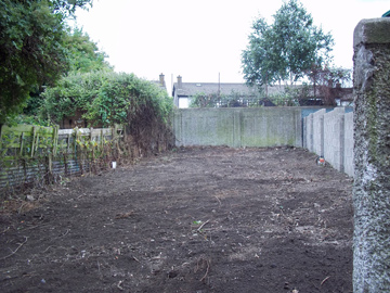 An overgrown garden
